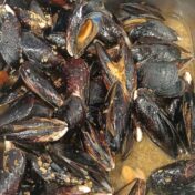 mussels in garlic white wine sauce