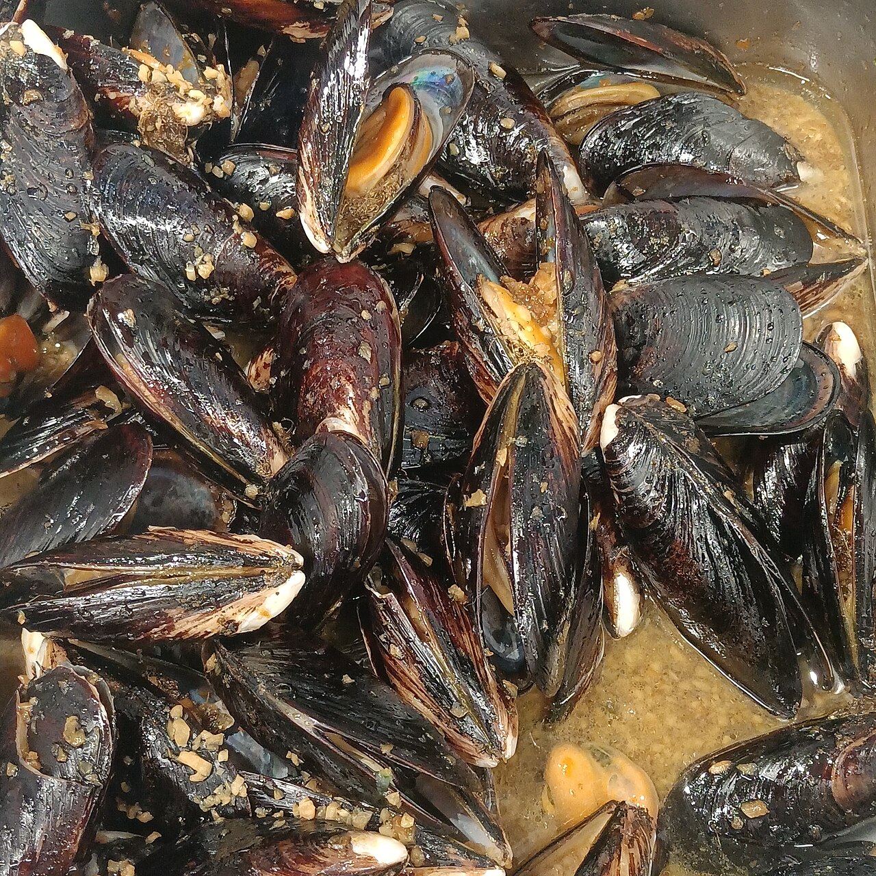 Steamed mussels with open shells in a garlic butter sauce flecked with chopped garlic