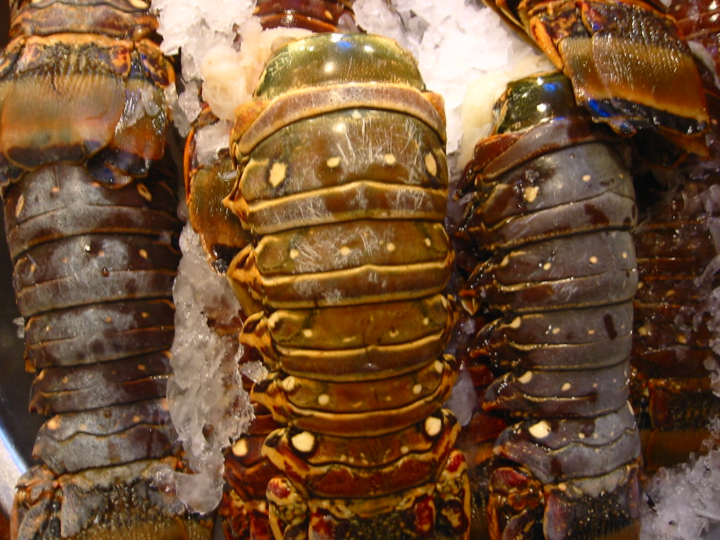 Raw lobster tails in their shells on crushed ice at a fish market counter